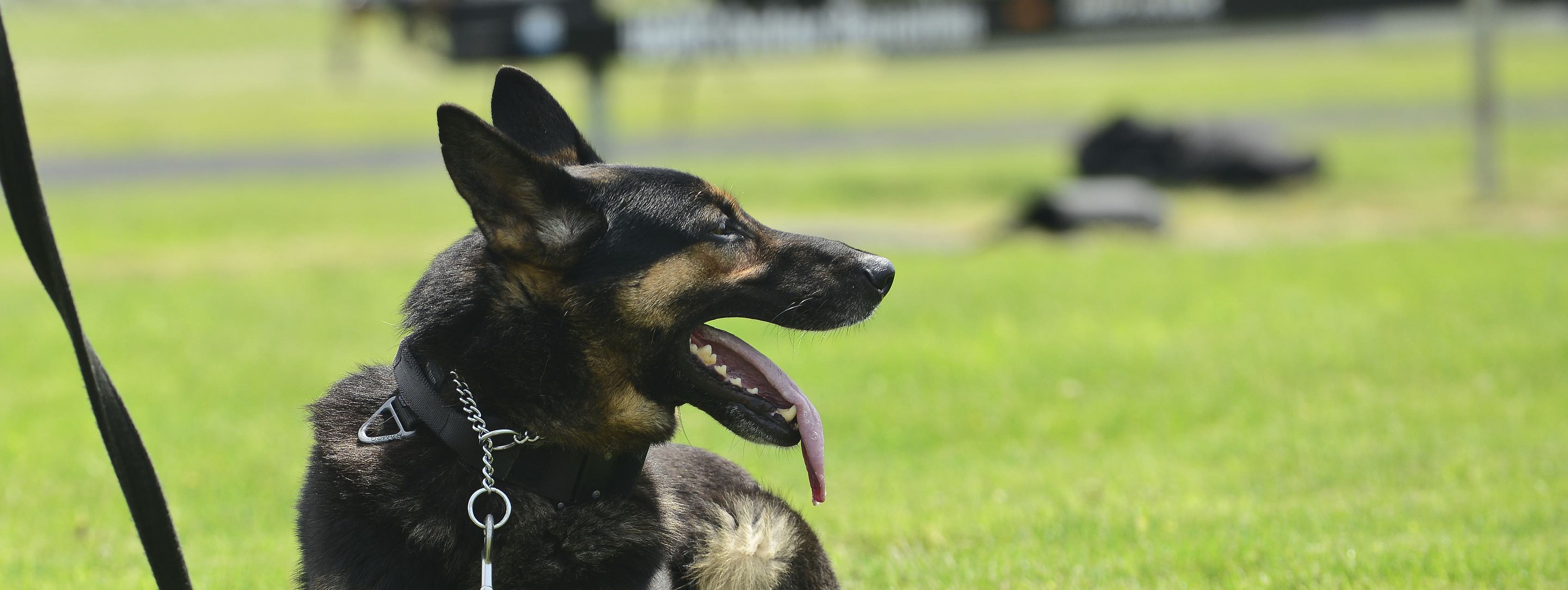 Wir verfügen über eine einsatzbereite Hundestaffel.